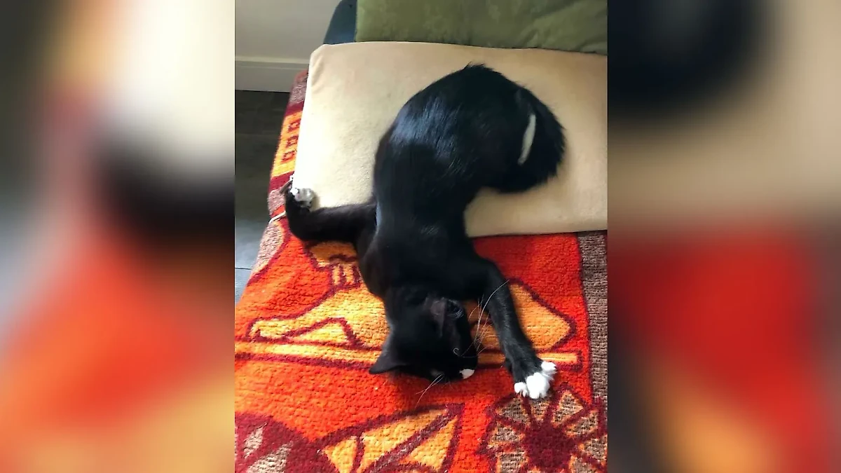 Фото © Reddit / kumacmon