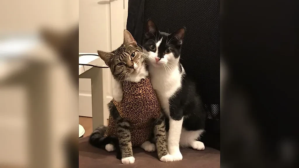 Фото © Reddit / Sythanachan