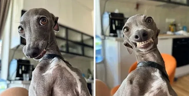 Фото © X / dog_rates