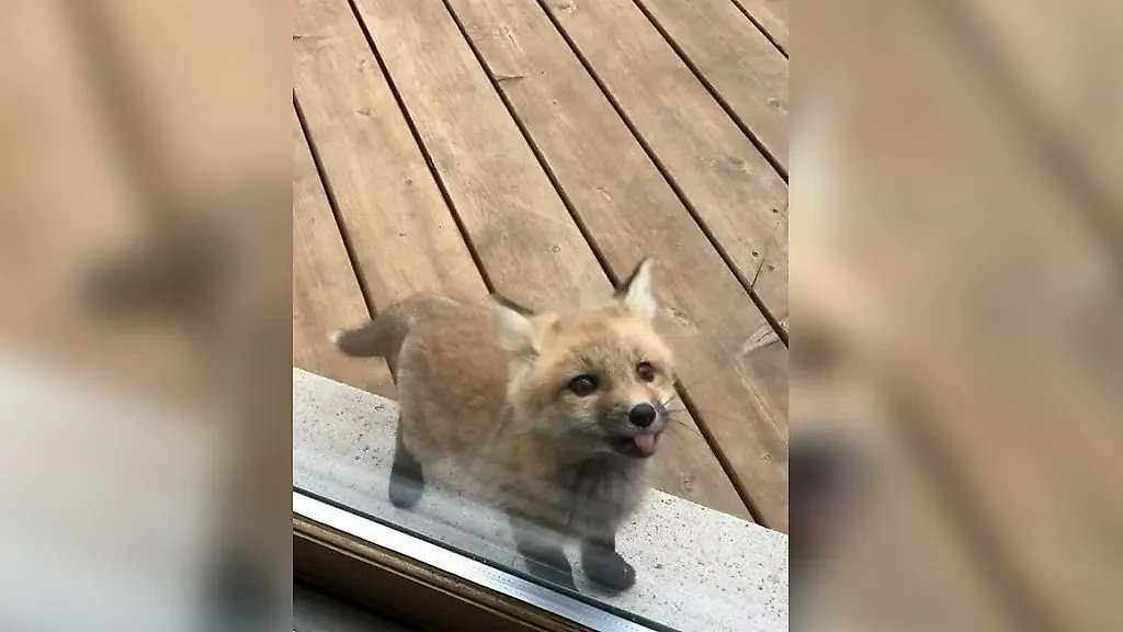 Фото © Facebook (соцсеть запрещена в РФ; принадлежит корпорации Meta, которая признана в РФ экстремистской) / animalunusual