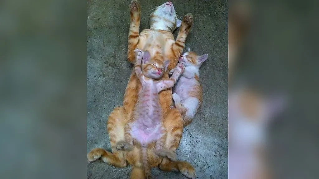 Фото © Facebook (соцсеть запрещена в РФ; принадлежит корпорации Meta, которая признана в РФ экстремистской) / animalunusual