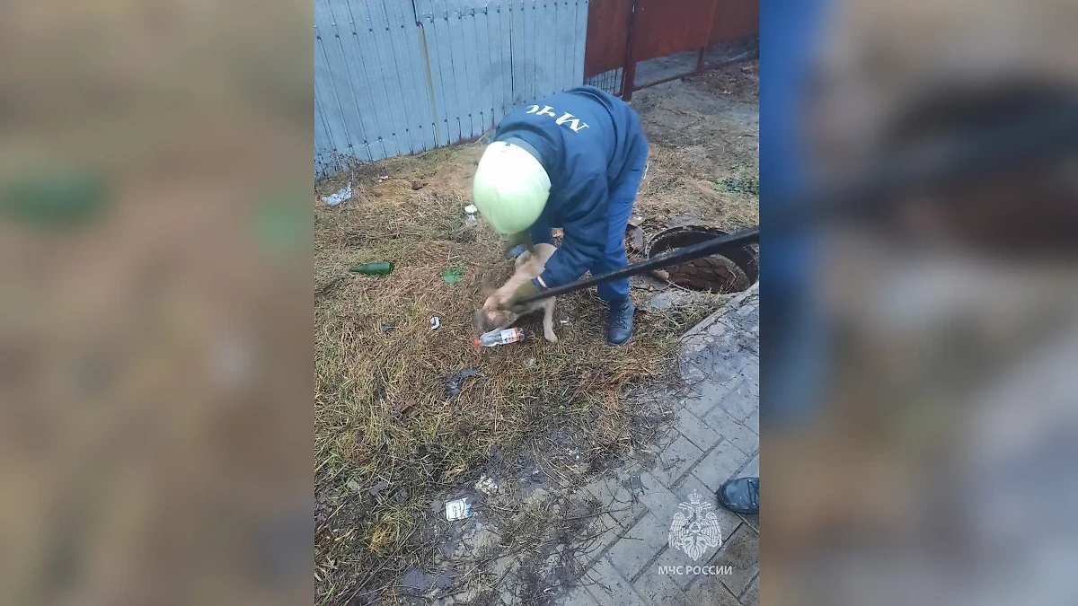 Сотрудники МЧС спасают собаку. Фото © T.me / МЧС России