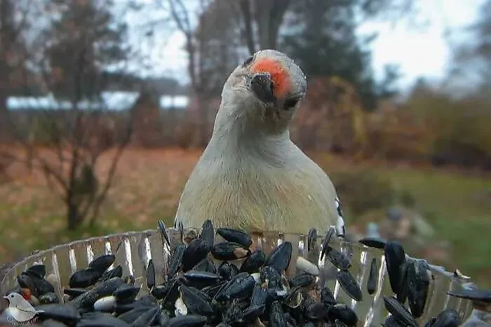 Фото © Instagram (соцсеть запрещена в РФ; принадлежит корпорации Meta, которая признана в РФ экстремистской) / ostdrossel