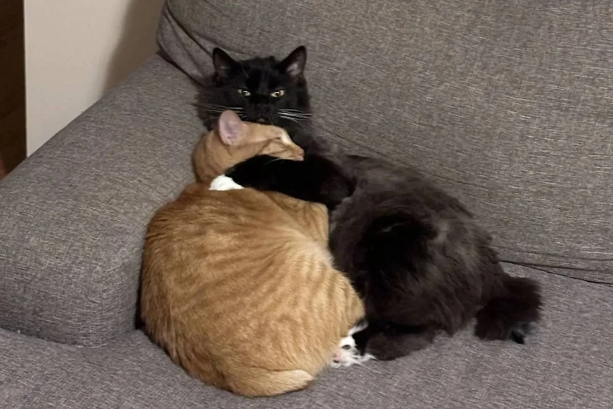 Фото © Reddit / Tinystarseed64