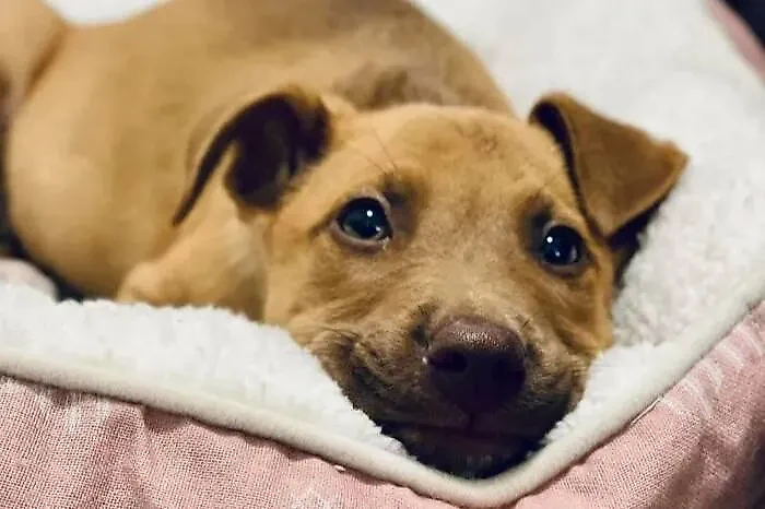 Фото © Facebook (соцсеть запрещена в РФ; принадлежит корпорации Meta, которая признана в РФ экстремистской) / Dogspotting Society