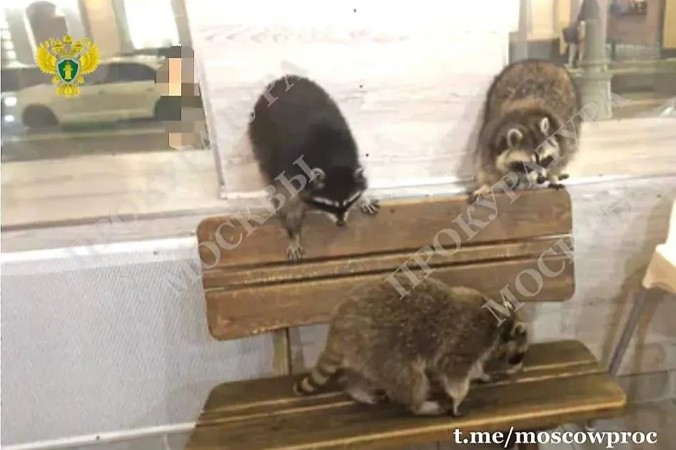 Еноты в антикафе. Фото © t.me / Прокуратура Москвы