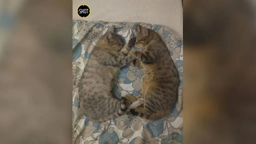 Кошки бывшей жены актёра Михаила Ефремова. Фото © Telegram / SHOT