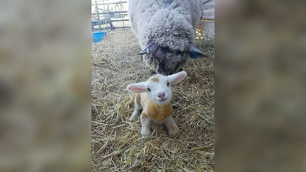 Фото © Reddit / TheRoach