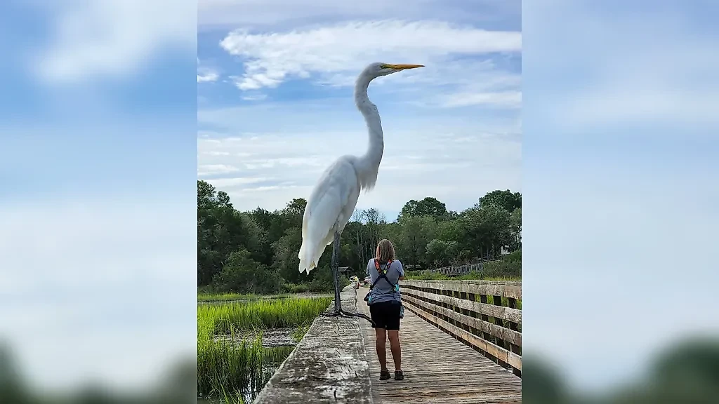 Фото © Facebook (соцсеть запрещена в РФ; принадлежит корпорации Meta, которая признана в РФ экстремистской) / Crap wildlife photography