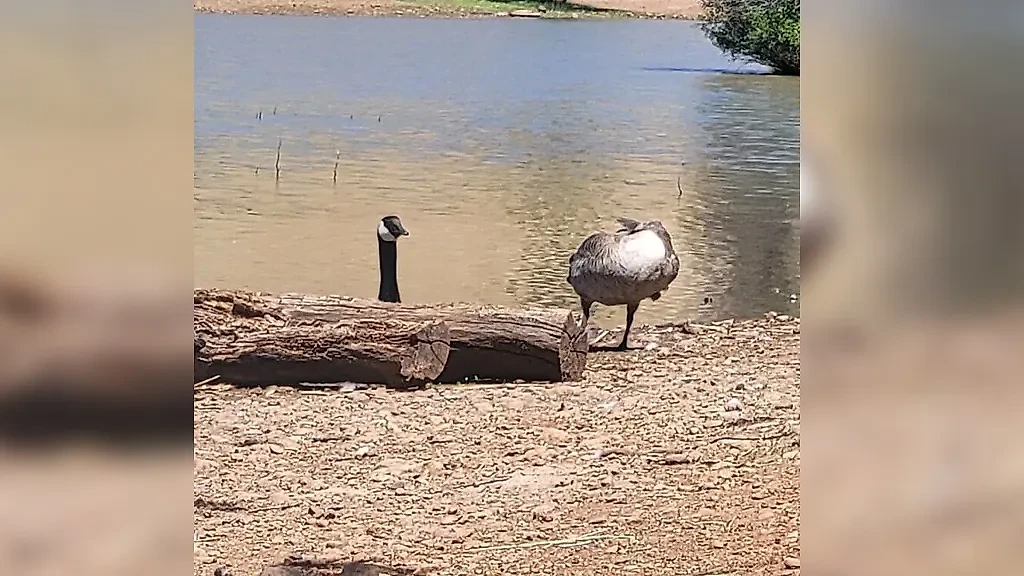 Фото © Facebook (соцсеть запрещена в РФ; принадлежит корпорации Meta, которая признана в РФ экстремистской) / Crap wildlife photography
