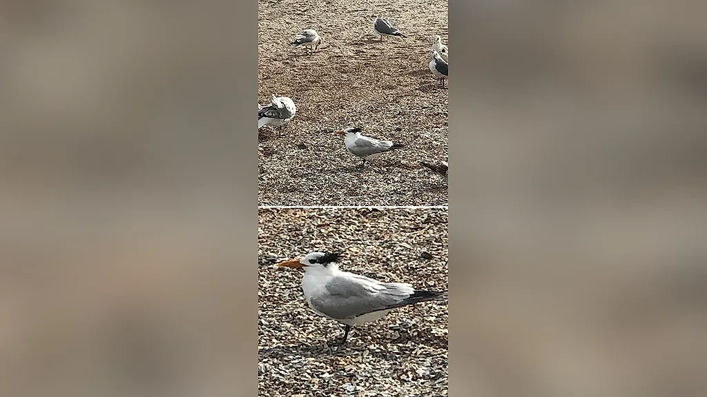 Фото © Reddit / jolteona