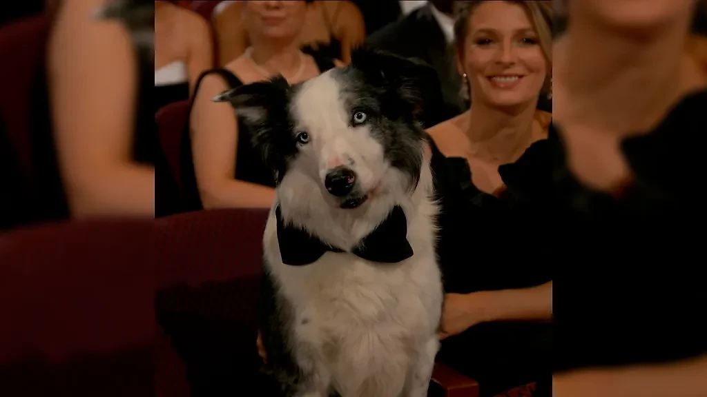 Пёс Месси. Обложка © Instagram (соцсеть запрещена в РФ; принадлежит корпорации Meta, которая признана в РФ экстремистской) / theacademy