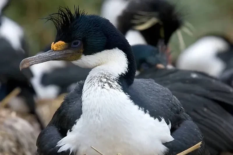 Антарктический синеглазый баклан. Фото © Wikipedia / Samuel Blanc