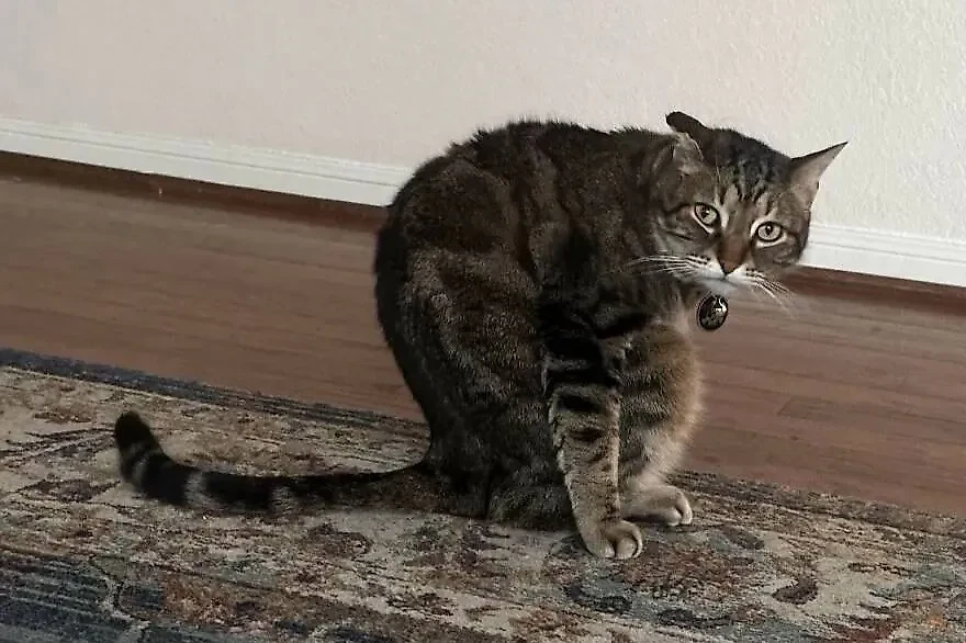 Фото © Reddit / AzulaOblongata