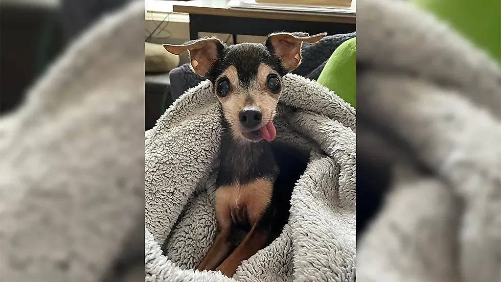 Фото © Reddit / rudyruthcalle