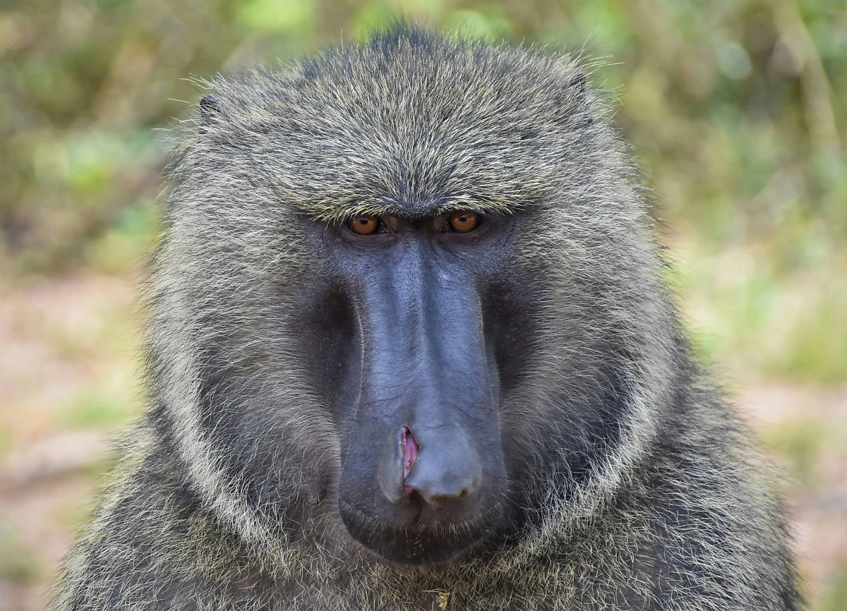 Павиан. Обложка © Unsplash / Gary Chapman