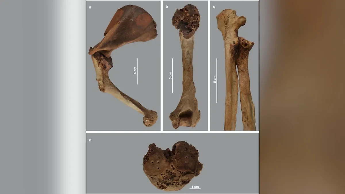 Фото © journals.plos.org