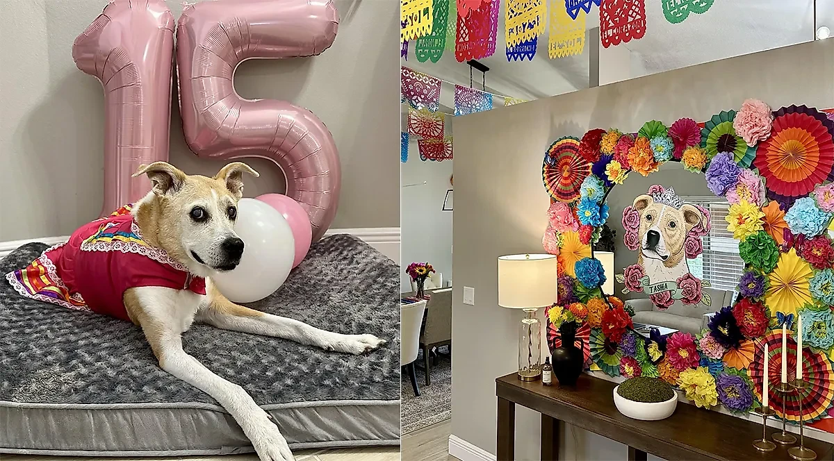 Фото © Reddit / DoggyBirthday15