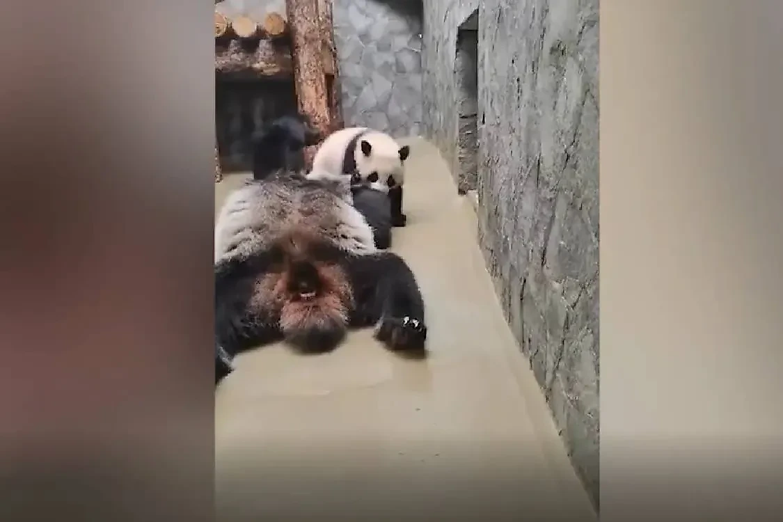 Панда Катюша и её мама Диндин. Обложка © Светлана Акулова