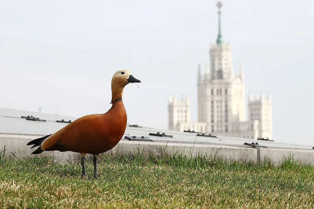 Утка-огарь. Фото © ТАСС / Валерий Шарифулин