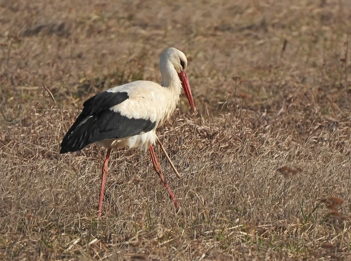 Раненый аист в деревне Велькота. Фото © Телеграм / Главный официальный канал Красногвардейского района Петербурга