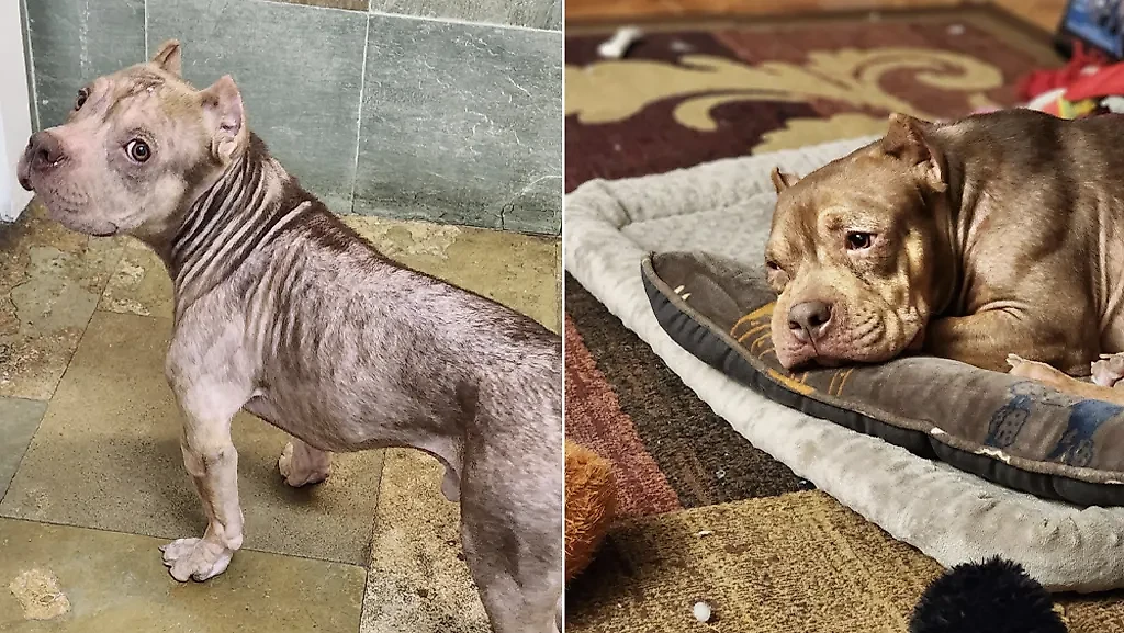 Фото © Reddit / deadanonymously