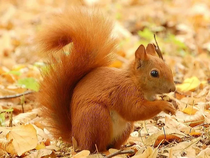 Подпись к фотографии