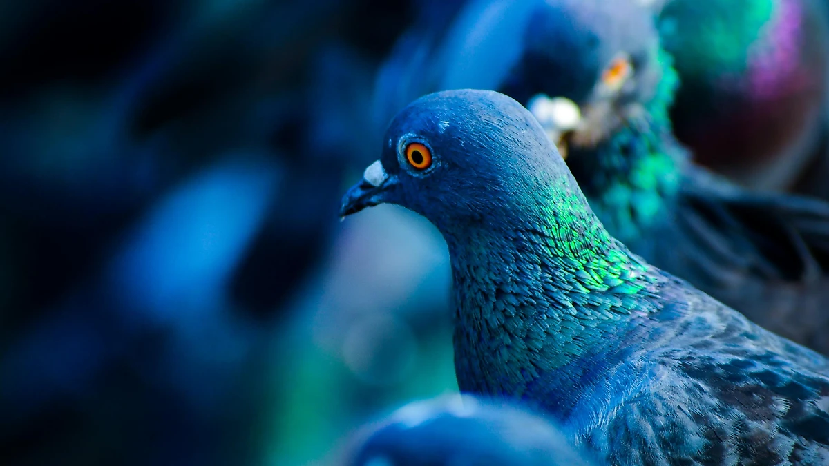 горизонталь