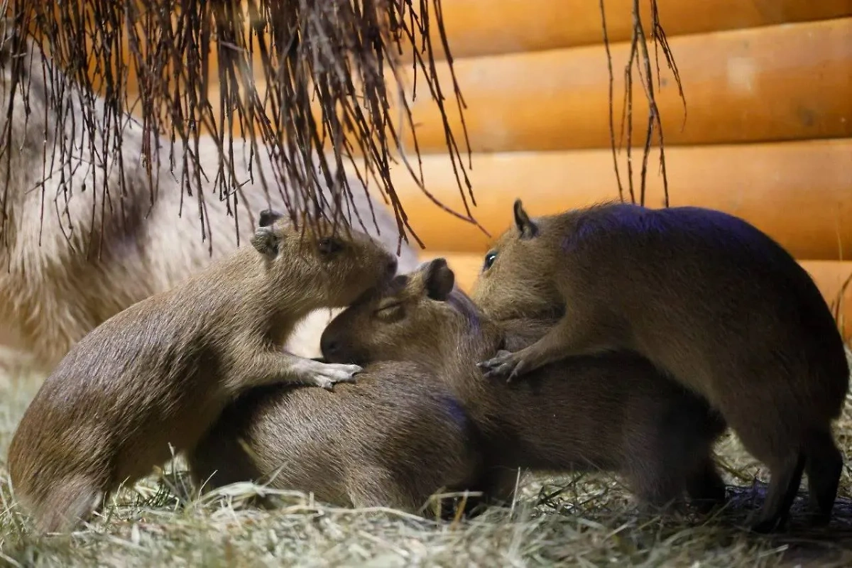 Зоопарк показал первые фото маленьких капибар: трое мальчиков и одна девочка. Фото © t.me / lenzoopark