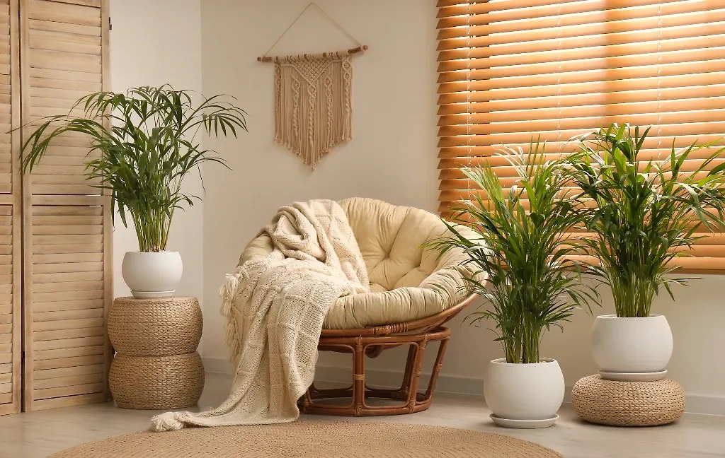 Арека — это декоративная пальма, нейтрализующая формальдегиды, бензол и трихлорэтилен. Фото © Shutterstock