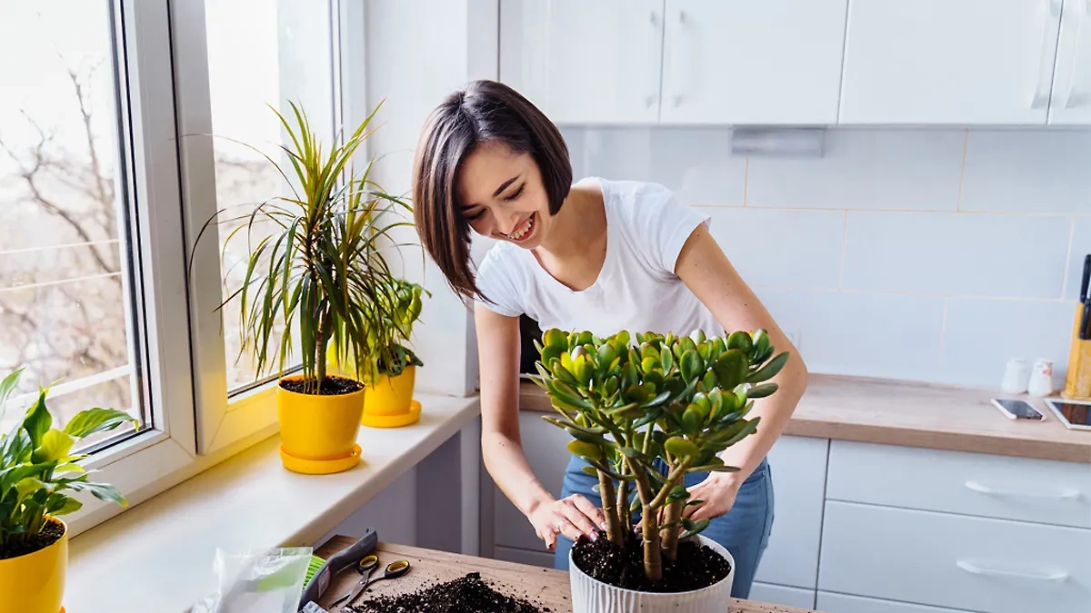 Растения могут стать настоящими помощниками в организации микроклимата жилья. Обложка © Shutterstock