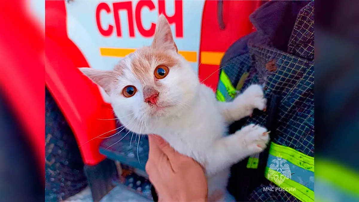 Кот, которого спасатели вытащили из горящего дома. Обложка © Telegram / МЧС России