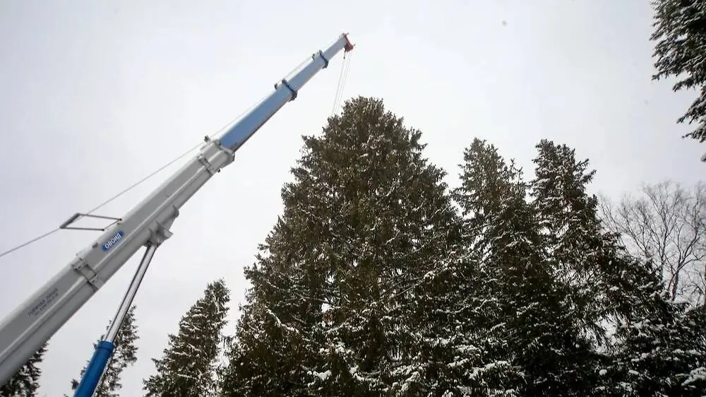 Церемония спиливания главной новогодней ёлки России в городском округе Щёлково. Фото © Агентство "Москва" / Сергей Ведяшкин