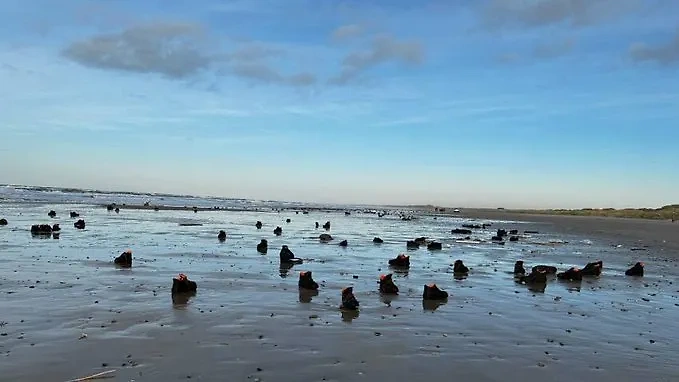 Выброшенные штормом на берега Дании ботинки. Обложка © X / MVV MVV