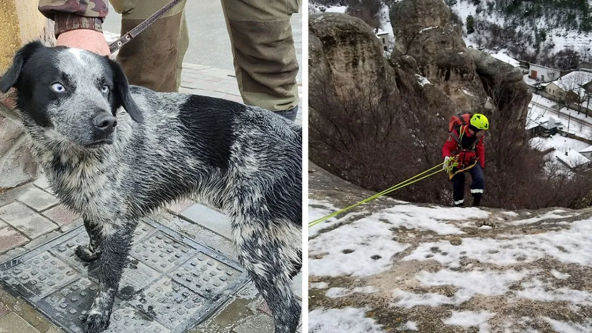 В Крыму спасли охотничью собаку, упавшую в ущелье. Коллаж © LIFE. Обложка © Telegram / Министерство чрезвычайных ситуаций Республики Крым