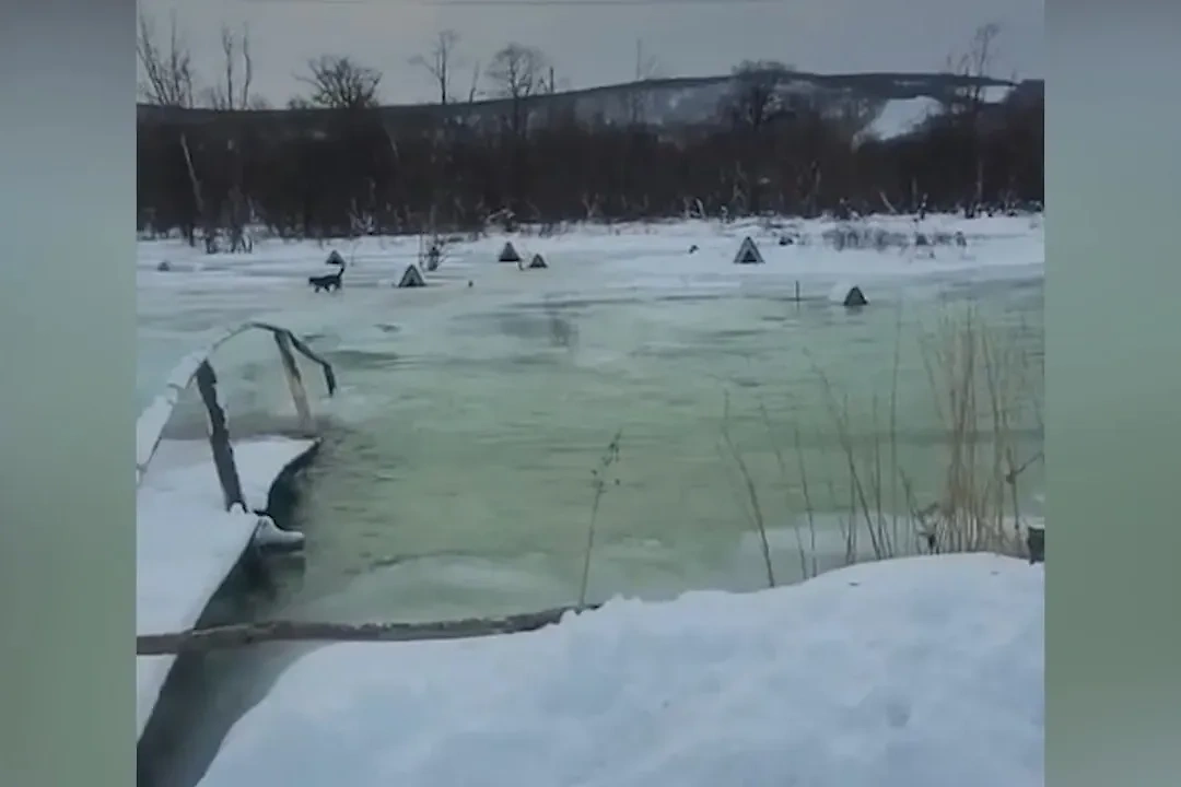 На Камчатке вышедшая из берегов река затопила питомник ездовых собак "Авача-мэй". Видео © t.me / "Камчатский север"