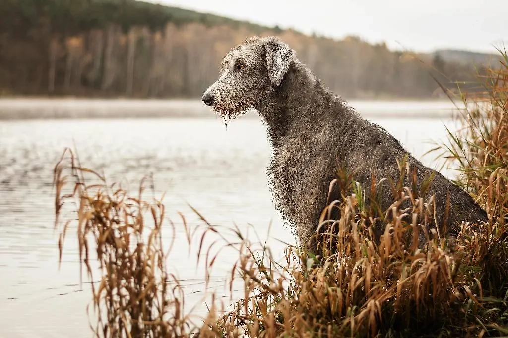 Клещи переносят смертельно опасную болезнь для собак. Обложка © Shutterstock / FOTODOM 