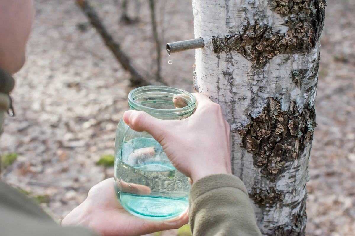 Берёзовый сок лучше всего собирать в стеклянную банку и только до того, как на дереве распустятся листочки. Обложка © Shutterstock / FOTODOM