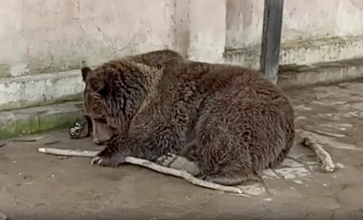 В Евпатории сгорел зоопарк, спасти удалось двух медведей. Обложка © Telegram / МЧС России