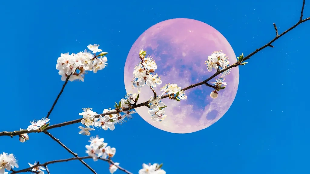 Розовая Луна зарядит представителей всех знаков зодиака энергией — в этот период нужно действовать ради достижения своих целей. Фото © Shutterstock / FOTODOM