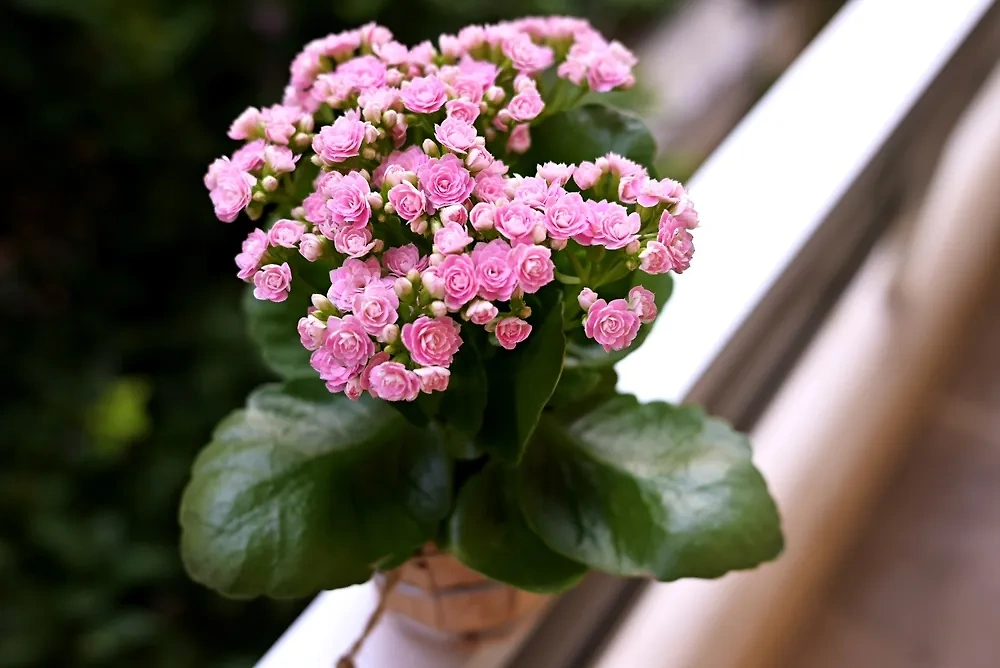 Какое домашнее растение и красиво выглядит, и вкусно пахнет? Каланхоэ. Фото © Shutterstock / FOTODOM