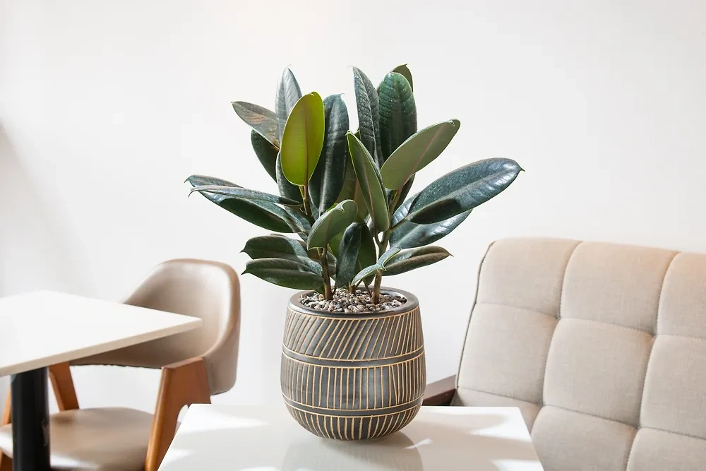 Фикус — домашнее комнатное растение, которое не только помогает сбросить вес, но и выводит токсины из воздуха. Фото © Shutterstock / FOTODOM