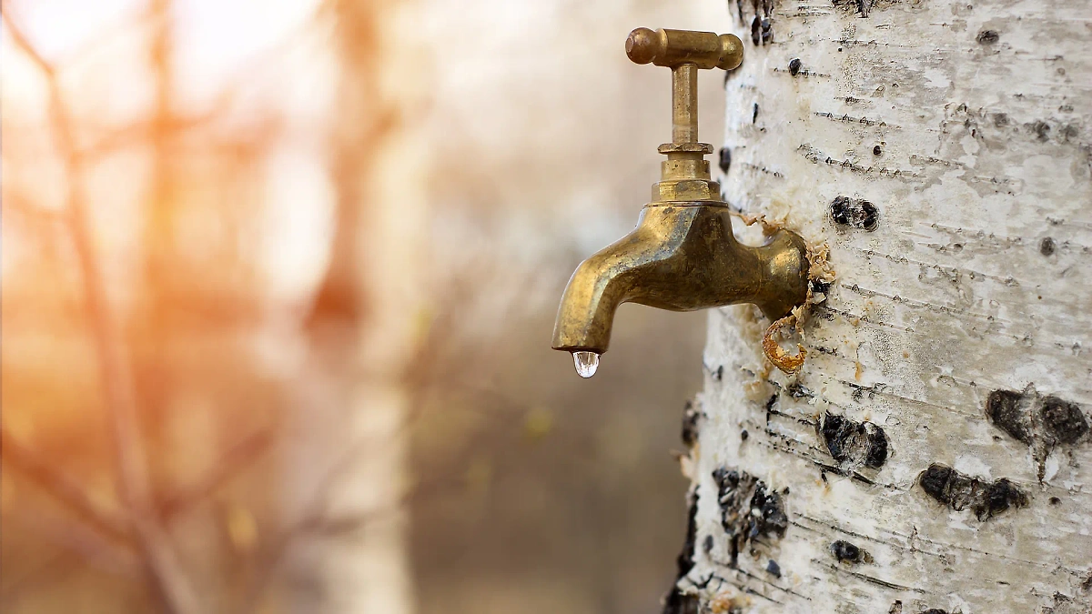 На Берещенье было принято собирать берёзовый сок. Фото © Shutterstock / FOTODOM