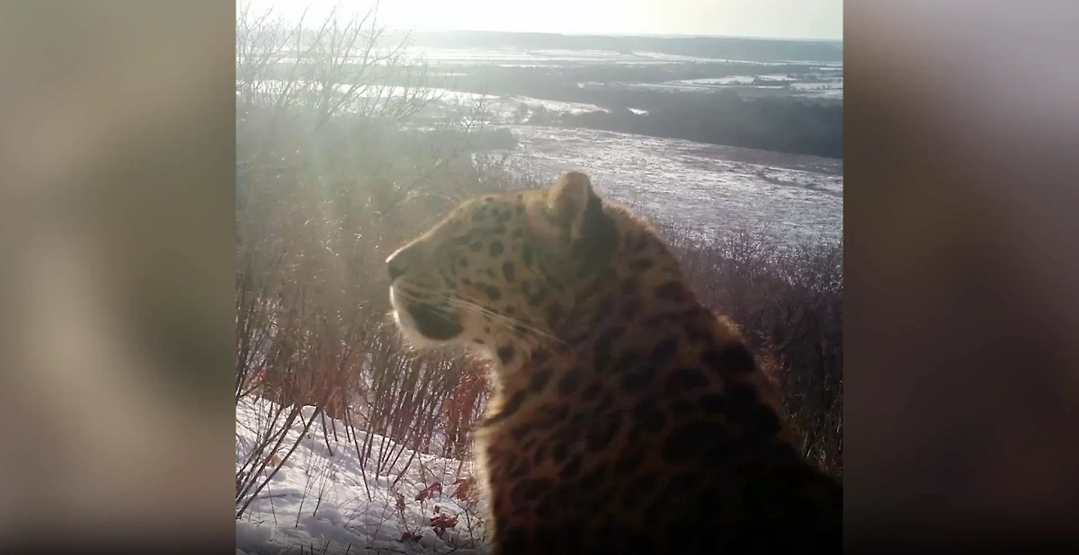 Дикий леопард в Приморье. Обложка © Telegram / "Земля леопарда" — дирекция заповедников