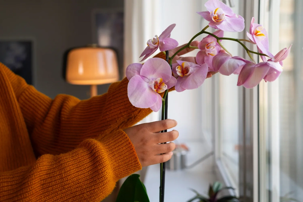 Орхидеи — домашние растения, которые укрепляют силу духа и очищают воздух. Фото © Freepik