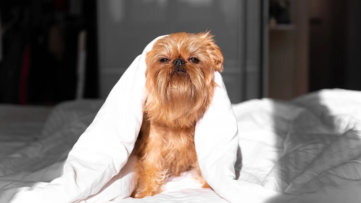 Брюссельский гриффон считается гипоаллергенной породой собак. Фото © Shutterstock / FOTODOM