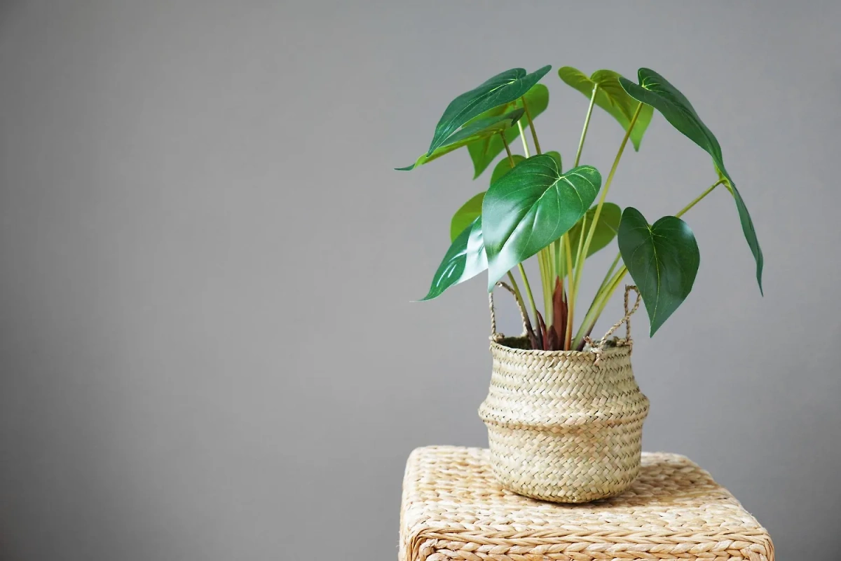 Растение филодендрон в домашних условиях живёт долго и приносит в дом счастье. Фото © Freepik / wirestock