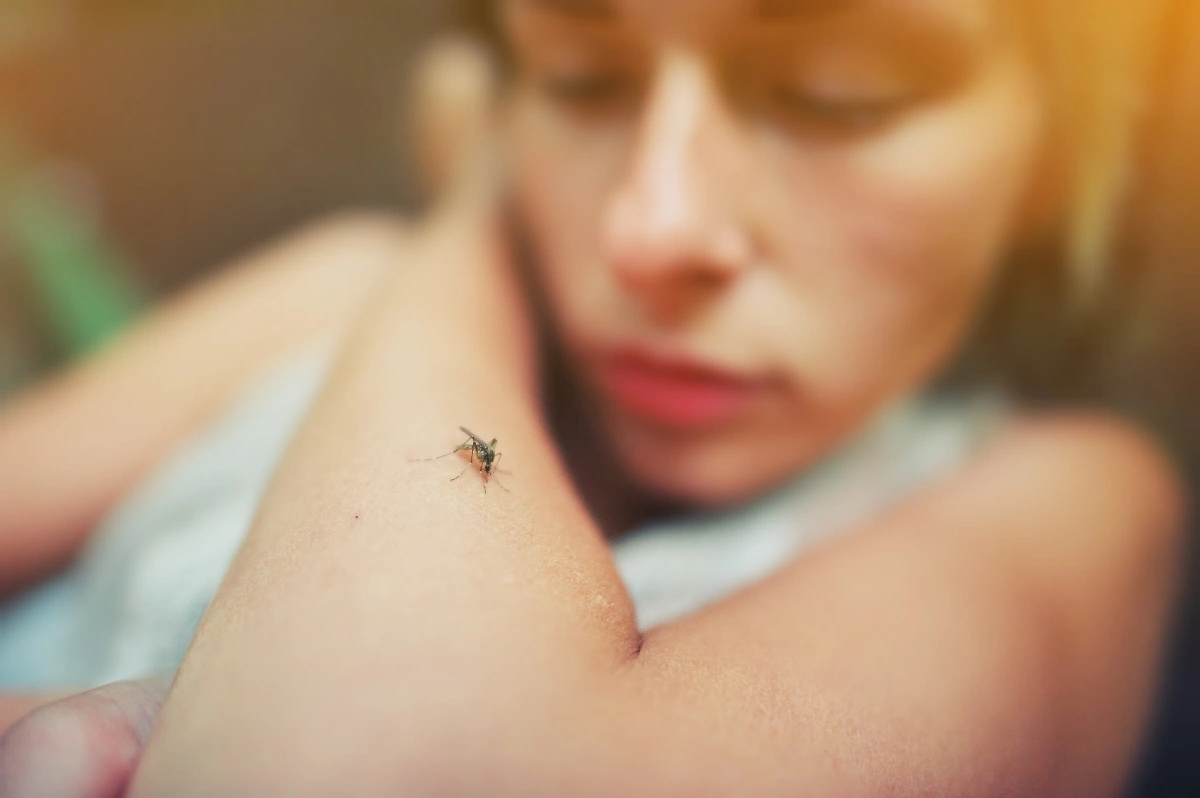 Кровососами являются только самки комара, а самцы питаются только соком растений. Обложка © Shutterstock / FOTODOM