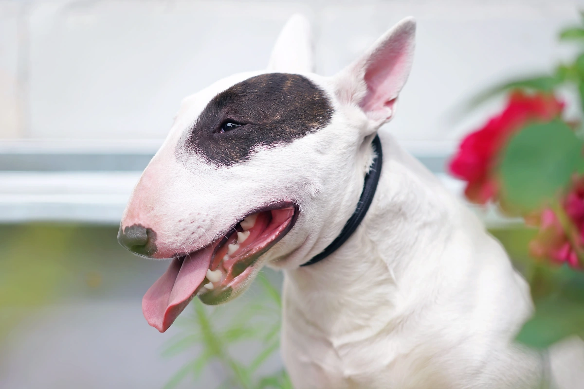Какая порода собак может за секунду добраться до вашей шеи, если её разозлить? Бультерьер. Фото © Shutterstock / FOTODOM