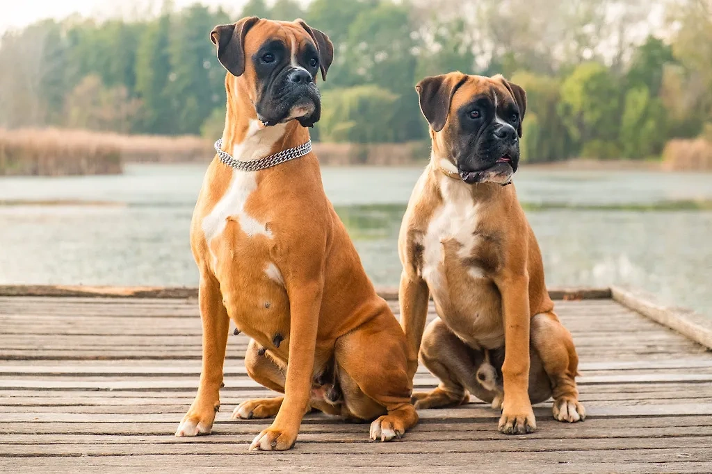 Боксёр — порода собак, которая может сделать человека инвалидом, если сильно покусает. Фото © Shutterstock / FOTODOM